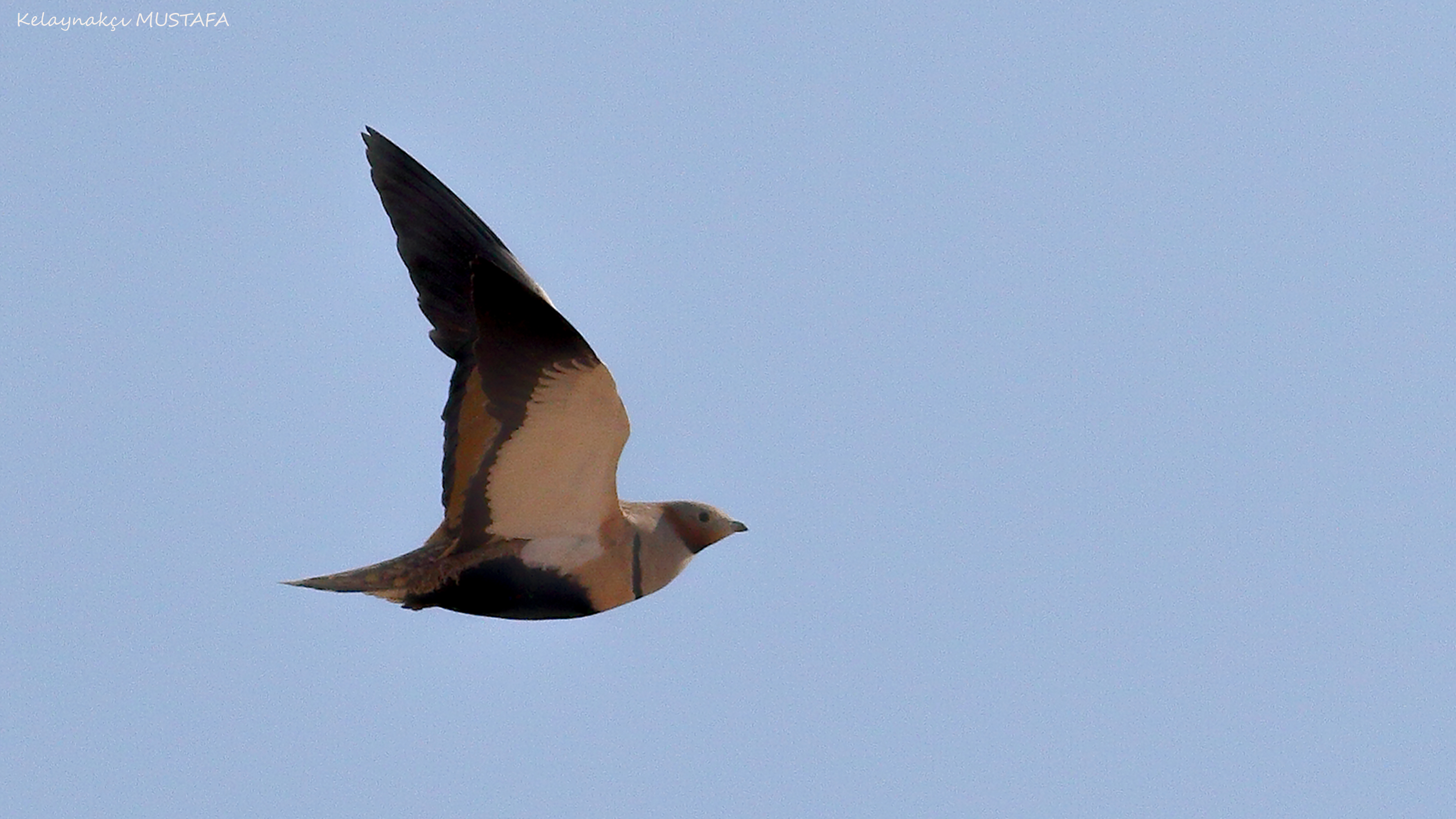 Black-bellied Sandgrouse